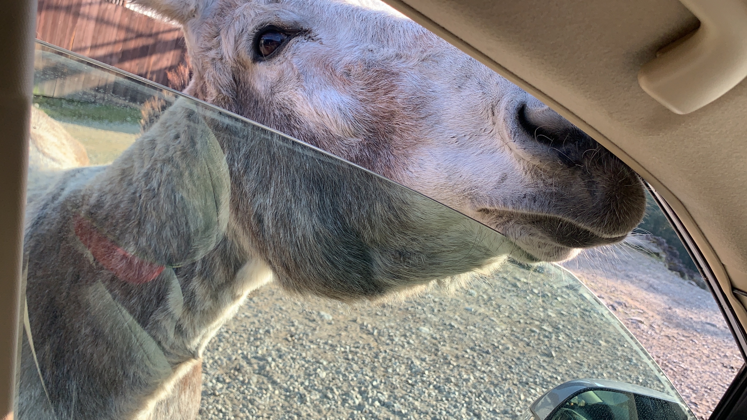 那須サファリパークで動物に大興奮 動物たちがグイグイの大迫力 脱サラ主夫 せーじん のハッピー子育てwith業務スーパー